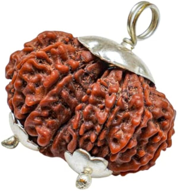 Gauri Shankar Rudraksha